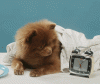 giphy (14).gif