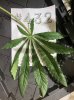 PlantLeafSize.jpg