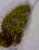 Right Plant Bud Sample.JPG