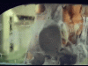 70D0E744-0530-4883-8002-973265E2211E.gif