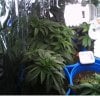 new grow 006.JPG