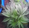 new grow 008.JPG