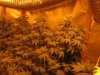 3 weed (2 days budding) 002.jpg