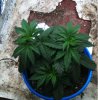 new grow 003.JPG