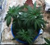 new grow 005.jpg