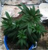 new grow 006.JPG