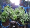 new grow 007.JPG