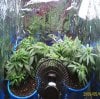 new grow 008.JPG