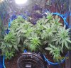 new grow 009.JPG