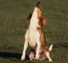 1200-78715424-beagle-howling.jpg