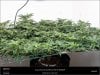 Dinafem _ Purps_1-scrog ready for flip.jpg