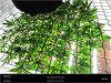 Dinafem _ Purps_1-scrog from below.jpg