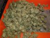 Lemon Skunk 20190601_100418.jpg