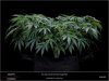 Dinafem _ Blueberry-new growth.jpg