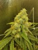 Lemon Skunk 20190608_224433.jpg