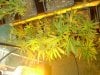 cbninjas-albums-first-grow-picture55724-week-1-bottom-right.jpg