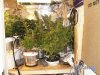 Grow Closet 124.jpg