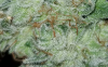 Glue Larf Trichs.PNG