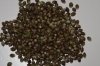 Chocolate Skunk seeds resized.jpg