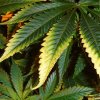 yellow-leaves-marijuana-plants.jpg