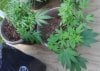 Jack Herer June 23-2.jpg