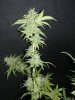 Icemud_sour grapes_strain_pheno_6_marijuana_seed_project (9).jpg