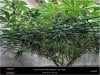 Dinafem _ Blueberry-scrogbelowday17flower.jpg