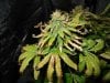 cannabis-heat-stress-light-burn-bleaching-plus-spots-on-leaves-symptoms-sm.jpg