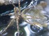 006Waterspider001.jpg