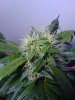 plant #2, closeup(51 days since 12-12 switch).jpg