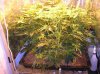 day 15 flowering 2.jpg