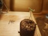 day5---2nd-seedling.jpg