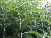 nylon-trellis-netting-cannabis.jpg