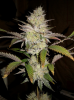 Orgi F2 (Pheno 2) 64 Days #2.png