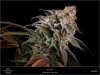 Dinafem _ Purps-Day 53 Flower Closeup.jpg