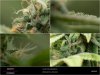 Dinafem _ Blueberry Day 46 Multi image trichomes.jpg