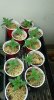 MandarinSunsetSeedlings.jpg