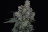 Romulan 60 days-4.JPG