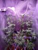 Tent full defoliation 01.jpg