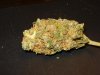 Strain #5 - 1.jpg