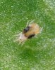 spider-mites-on-marijuana-plants.jpg