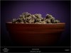 Dinafem _ Purps-The Harvest Pot-uk420.jpg