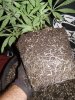 black dahlia transplants into 20g (1).JPG