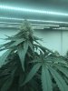 BBnC Day 46 flower C.JPG