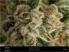 Dinafem _ Blueberry - Day 63 Flower - The Tip Of A Bud.jpg