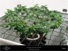 Dinafem _ Orange Juice - Scrogging Out In Veg 150 watts.jpg