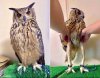 owl.jpg