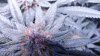 20190824 Frosty bud 03.jpg