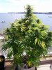 Quick Kush Full Plant 8.24.19.jpg