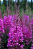 Fireweed3_grande.jpg